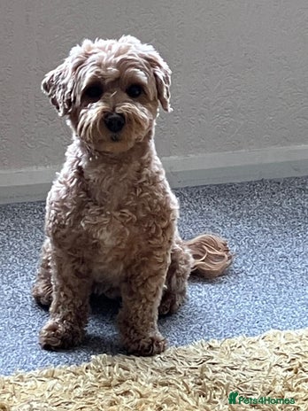 Mixed Breed dogs Gorgeous puppies for sale - Advert 1