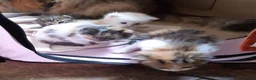 Siberian cats for sale: Gorgeous Siberian Girl - Advert 3