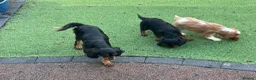 Cavalier King Charles Spaniel dogs for sale: Stunning health tested KC cavalier puppies - Advert 7