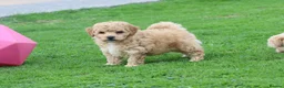 Poochon dogs for sale: Beautiful Poochon puppies for sale  - Advert 37