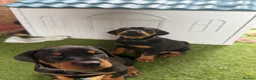 Dobermann dogs for sale: Exceptional Doberman X Doberman/rottwiler  - Advert 3