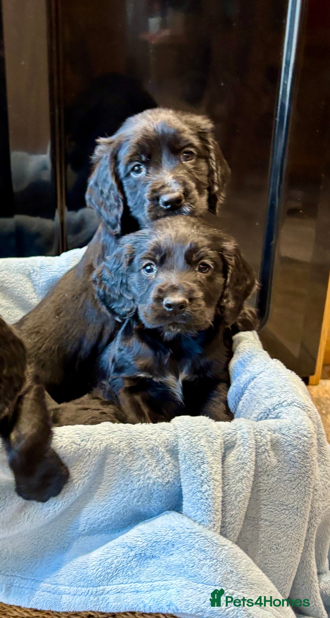 Cocker Spaniel dogs for sale: Gorgeous KC Cockers with blue roan features - Image 5