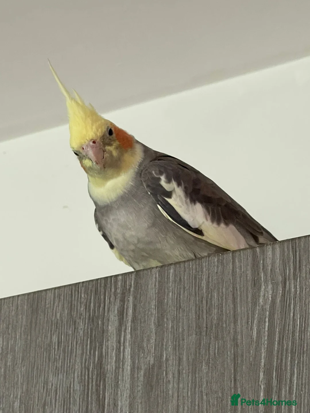 Cockatiels birds for sale: Hand Reared and Hand Tamed Cockatiels Birds 3 Cage in Bracknell - Advert 15
