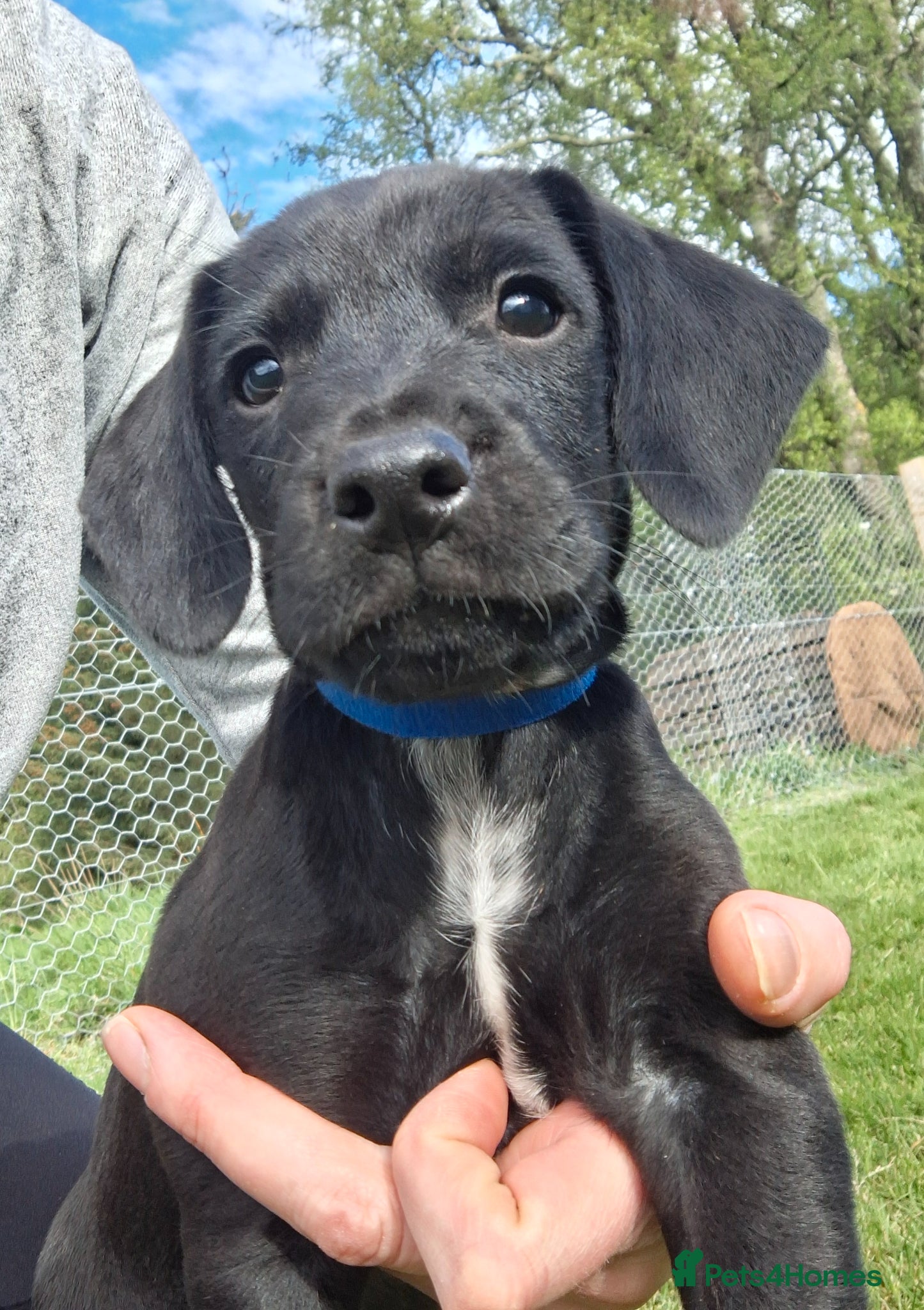 Mixed Breed dogs Cocker Jack puppies  - Advert 1