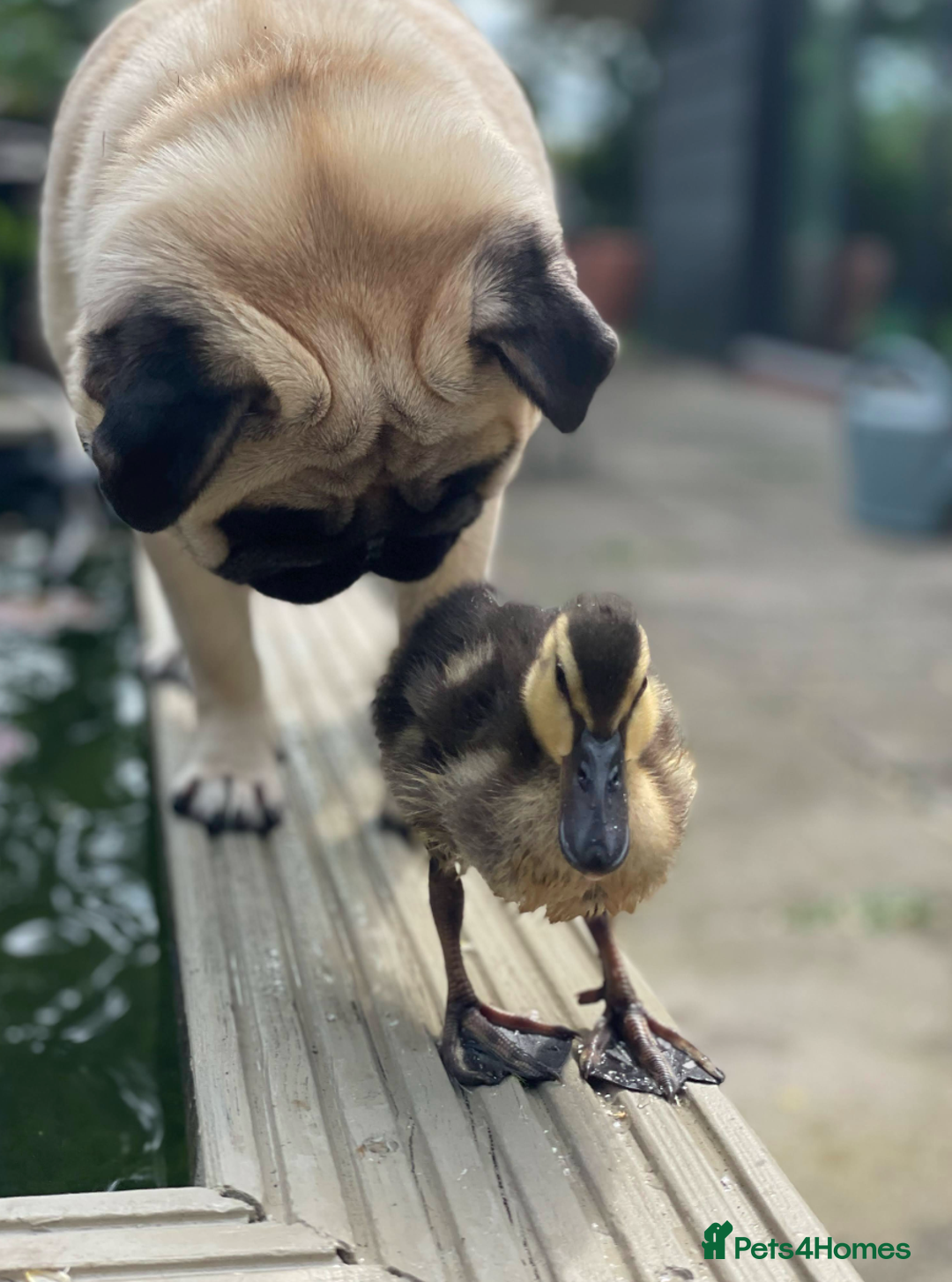 Mixed Breed dogs for sale: The Pug Who Raised a Duck Is Now Expecting Her Own - Advert 1