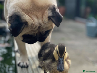 Mixed Breed dogs The Pug Who Raised a Duck Is Now Expecting Her Own - Advert 1