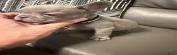 French Bulldog dogs for sale: FRENCH BULLDOGS  - Advert 9