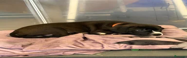Mixed Breed 5