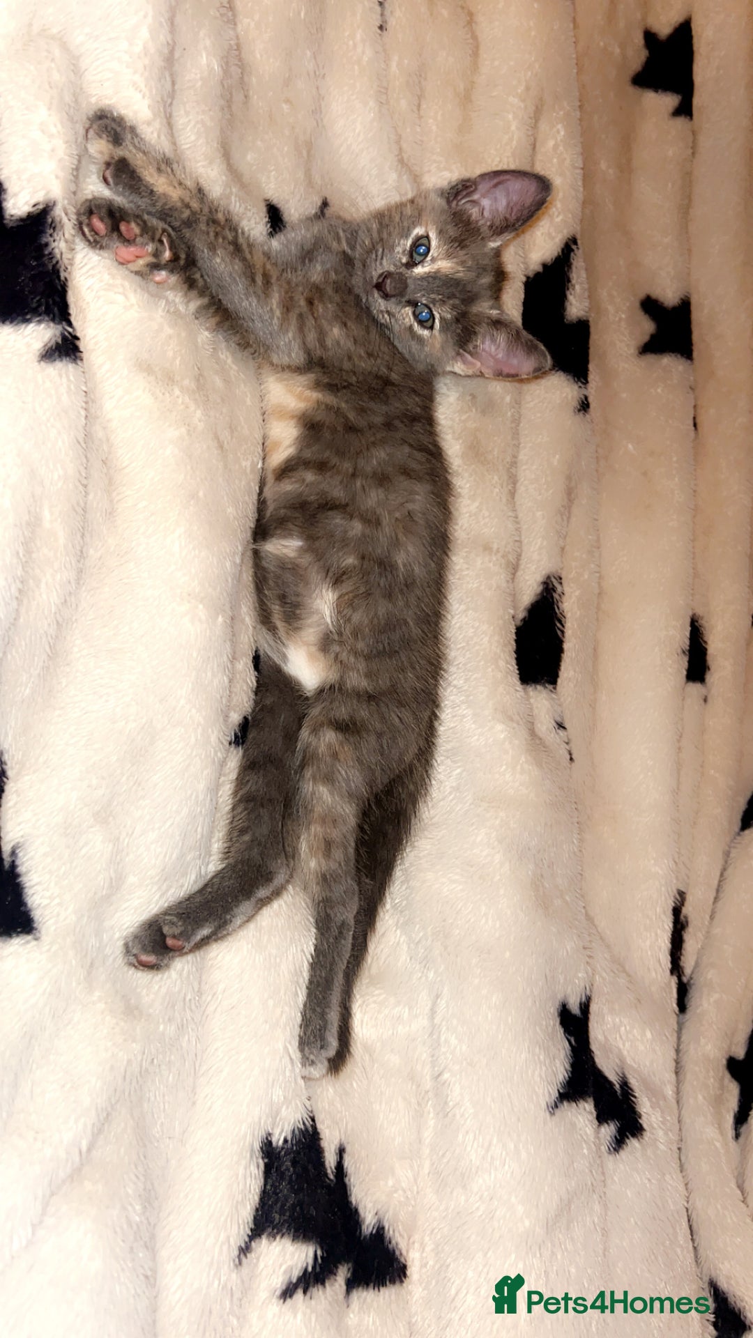 Mixed Breed cats for sale: Ready to leave now - Advert 1