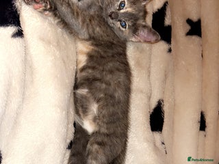 Mixed Breed cats Ready to leave now - Advert 2