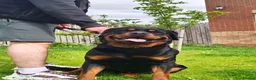 Rottweiler dogs for stud: KC register proven boy - Advert 2