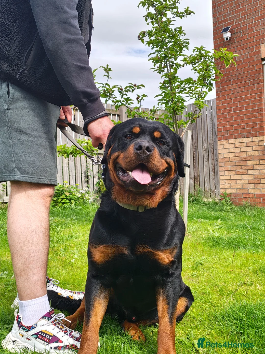 Rottweiler dogs for stud: KC register proven boy - Advert 2