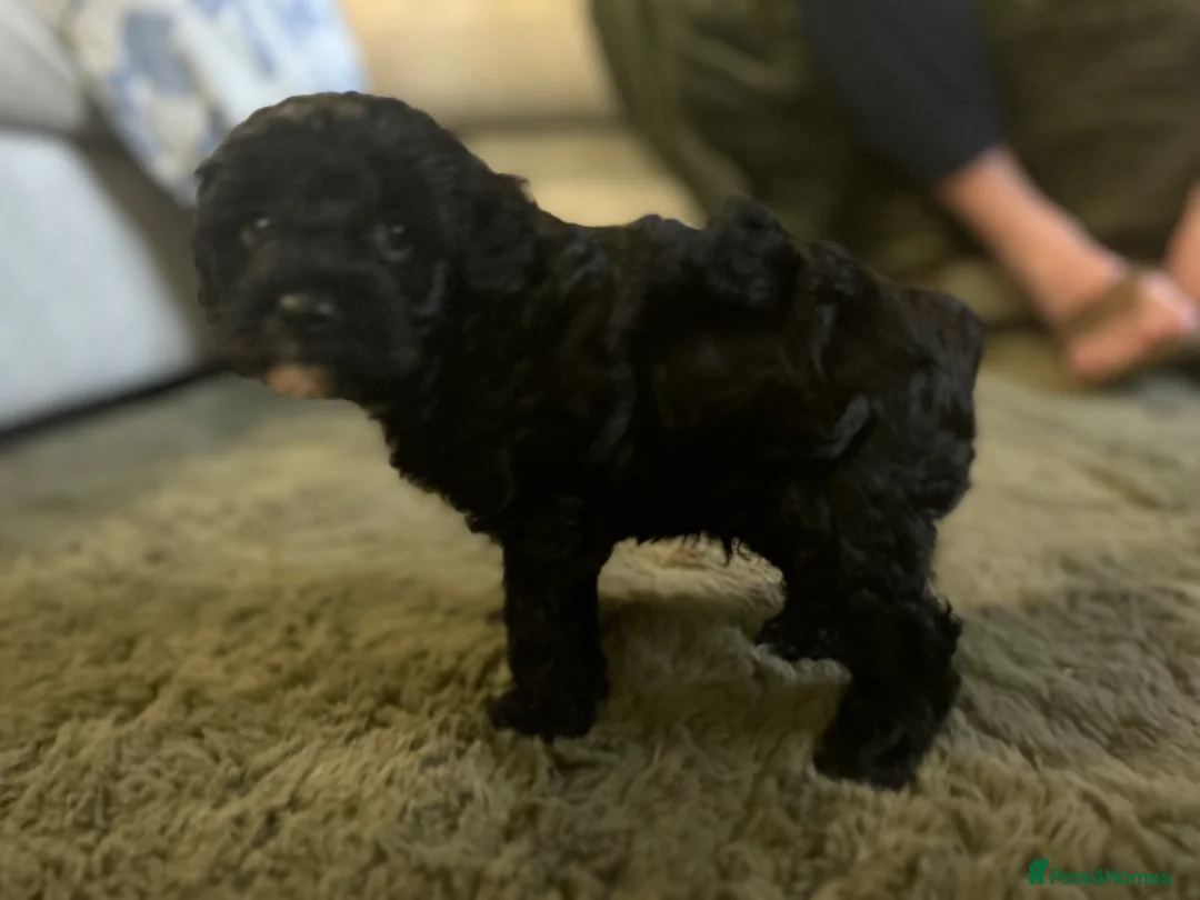 Cavapoo dogs for sale: Beautiful litter of 4 F1b toy cavapoo  in Cardiff - Advert 7