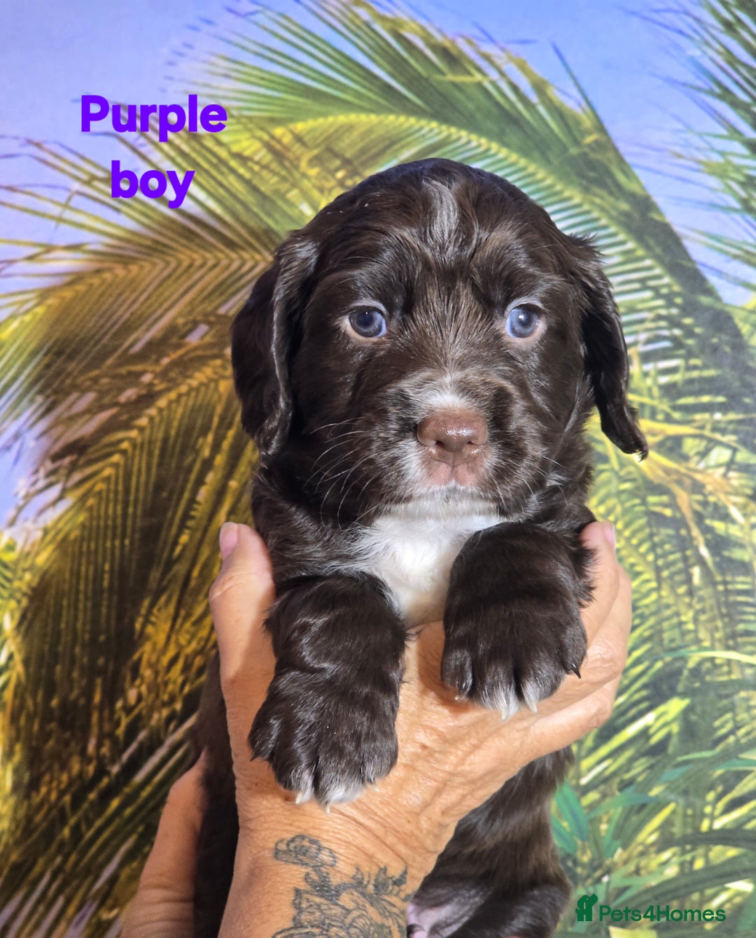 Sprocker dogs for sale: Beautiful Sproker pups for sale   - Image 28