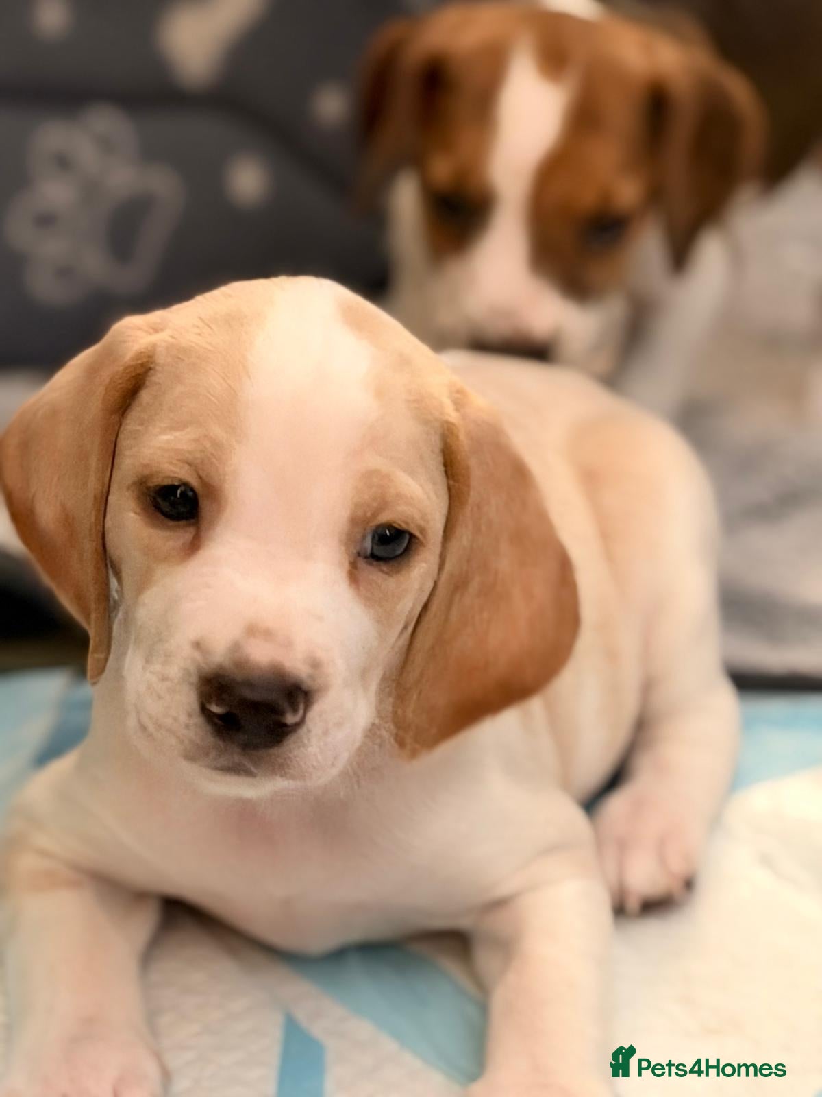 Beagle dogs for sale: Beautiful Beagle Puppes - Loving Homes Wanted - Advert 21