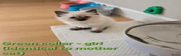Ragdoll cats for sale: Ragdoll kittens (5 males/2 females) - Advert 10