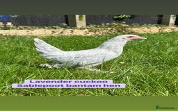 Chickens poultry for sale: Bantam hens at point of lay - Image 2