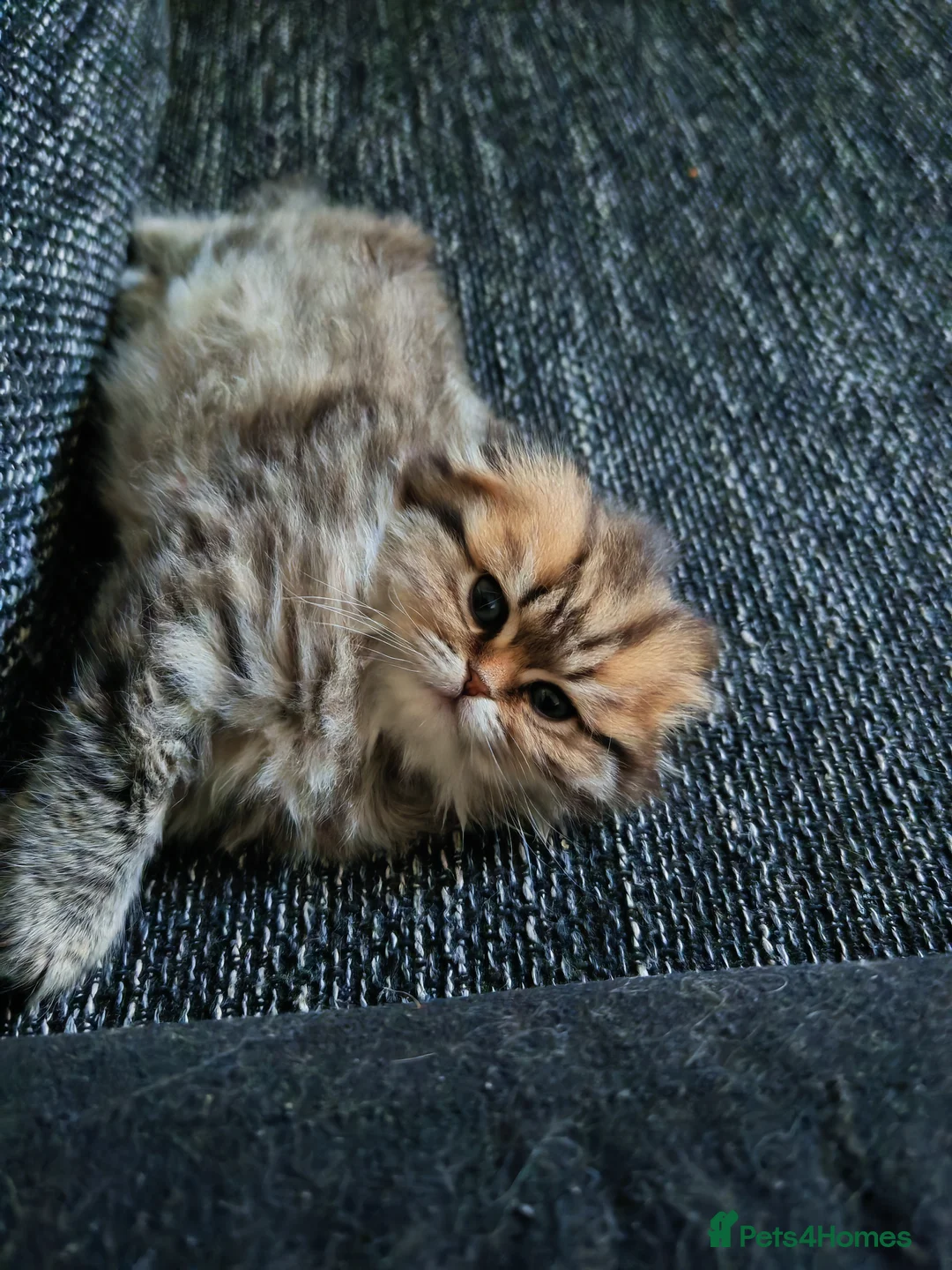 Scottish Fold cats for sale: Teddy bear.  in Burton-on-Trent - Advert 7