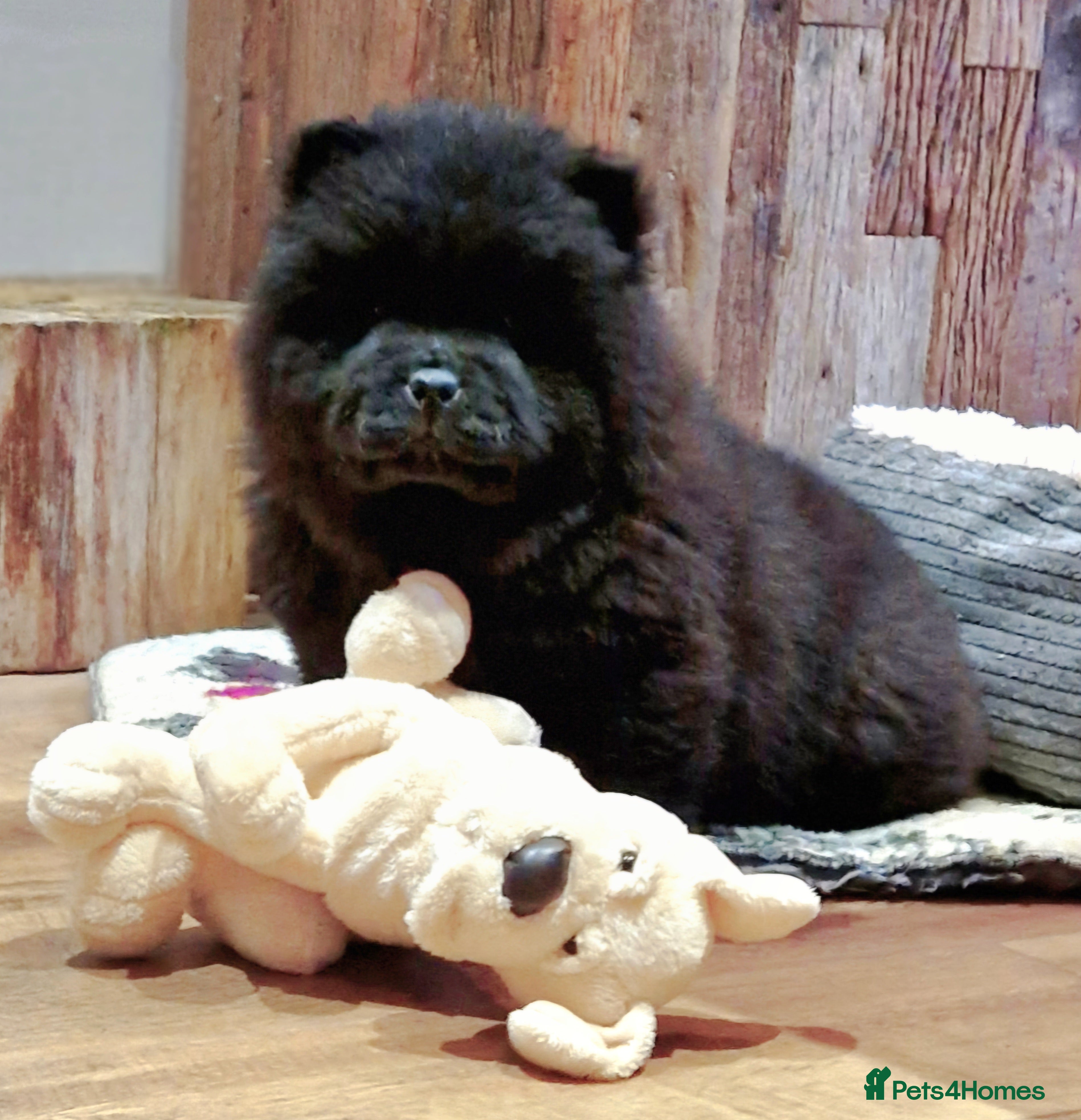 Chow Chow dogs Kc reg chow chow pups  - Advert 6