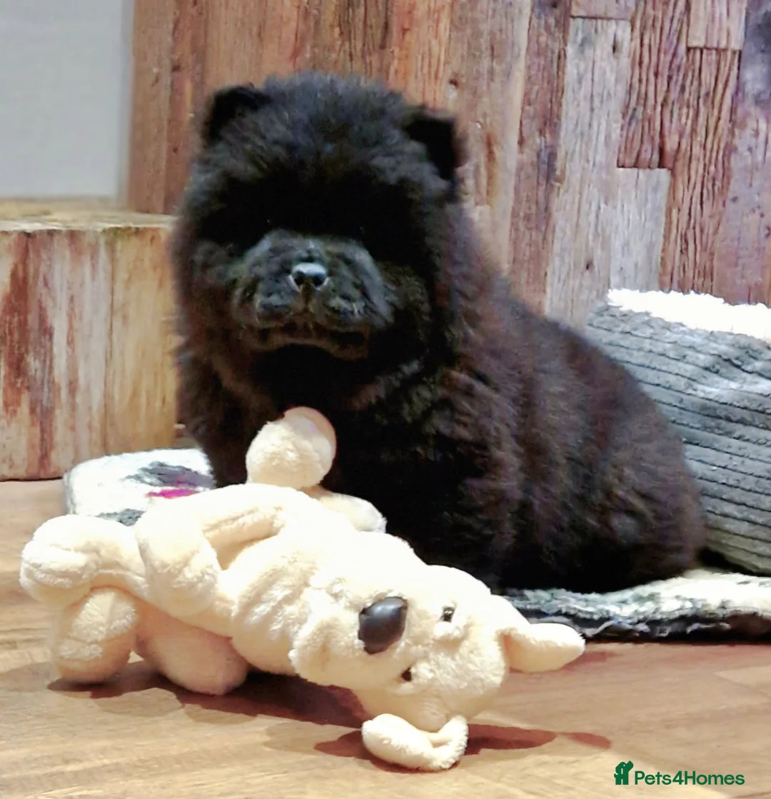 Chow Chow dogs for sale: Kc reg chow chow pups  - Advert 1
