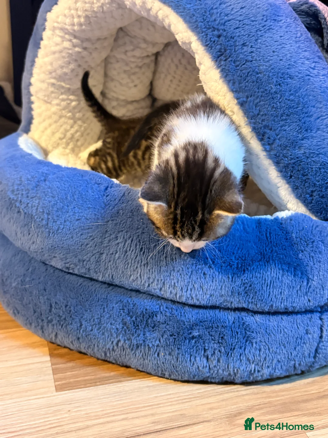 Mixed Breed cats for sale: Turkish van x American wire hair  - Advert 40