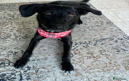 Mixed Breed dogs for adoption: ASH-12 months,Medium,playful/friendly/loves people - Image 6