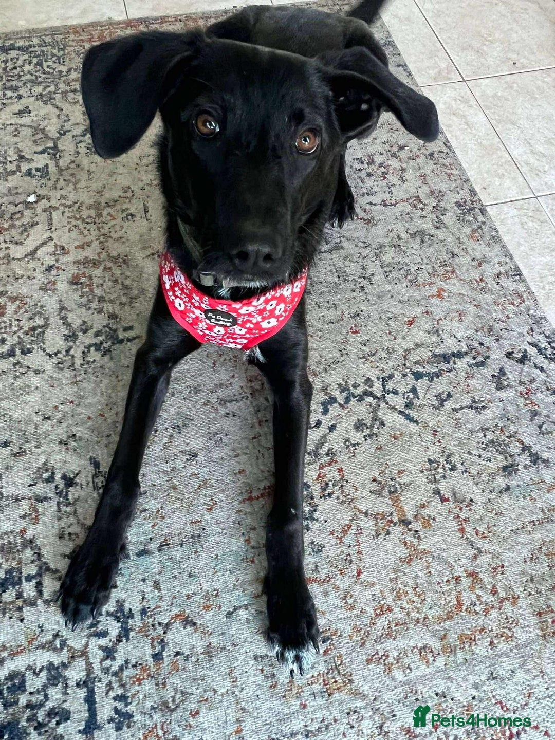 Mixed Breed dogs for adoption: ASH-12 months,Medium,playful/friendly/loves people - Image 6