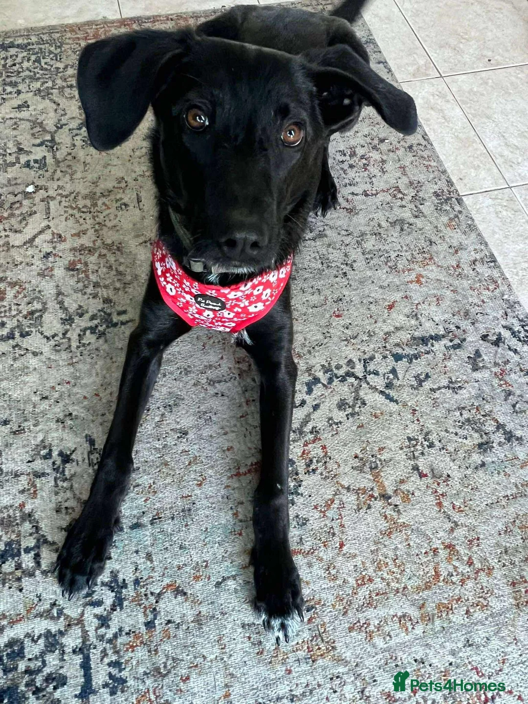 Mixed Breed dogs for adoption: ASH - 15 months,Med. playful/friendly/loves people - Advert 6