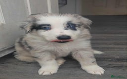 Mixed Breed dogs for sale: Border Collie X German Shepherd Puppies - Image 6