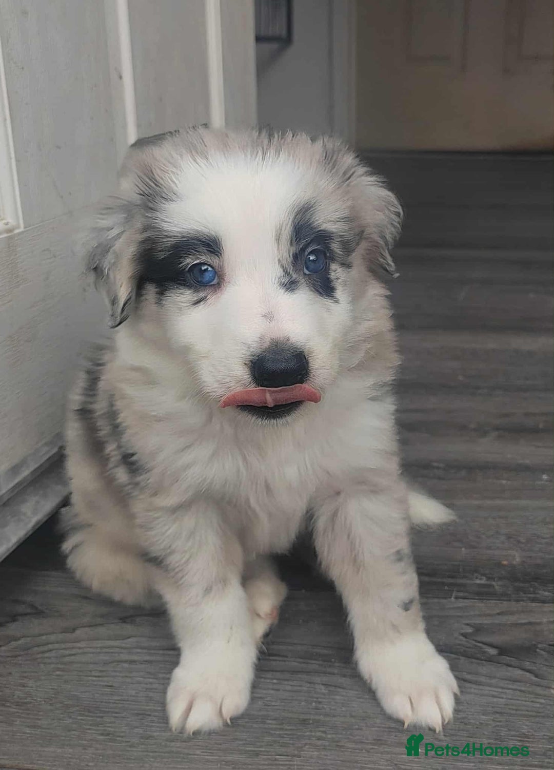 Mixed Breed dogs for sale: Border Collie X German Shepherd Puppies - Image 6