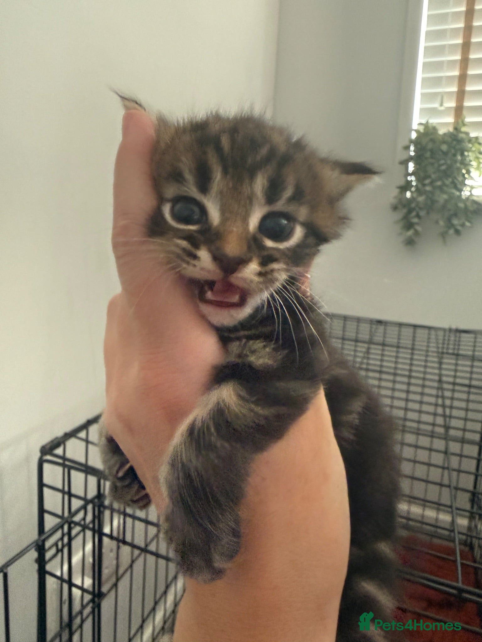 Domestic Shorthair cats Beautiful little of four - Advert 15