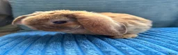 Mini Lop rabbits for sale: 🦋Pure Breed Mini plush lop 🦋 in Halstead - Advert 18