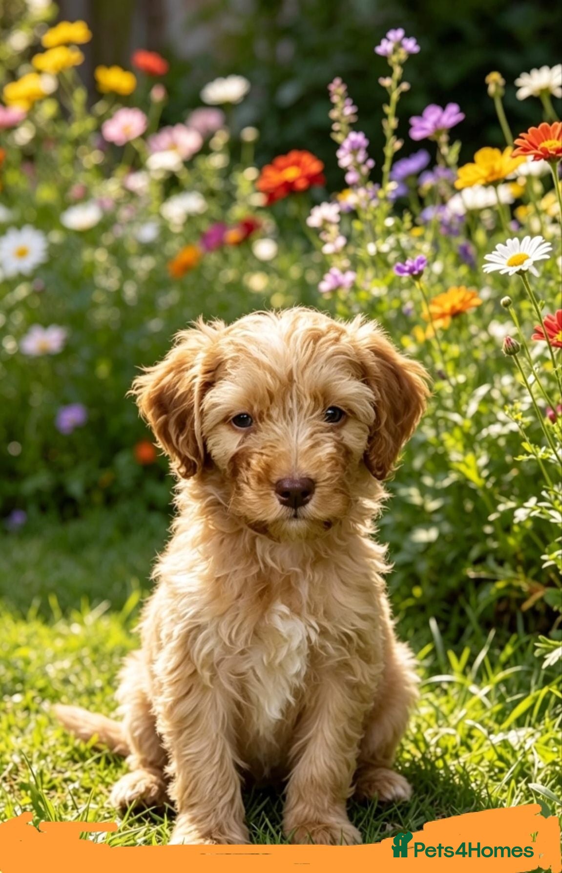 Cockapoo dogs READY NOW !Only 1 Miniature/toy Cockapoo boy l  - Advert 2