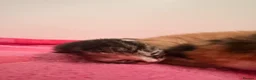 Mixed Breed cats for sale: Gorgeous litter of kittens  - Advert 8