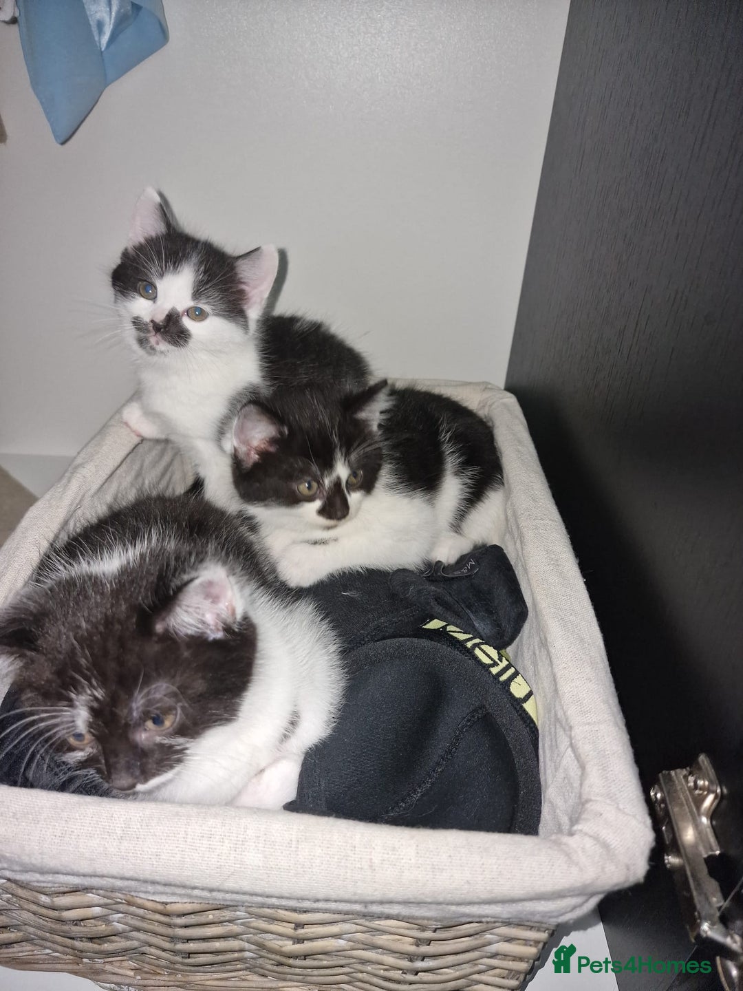 Mixed Breed cats for sale: 🐾 Adorable Kittens Looking for Loving Homes 💕 - Image 1