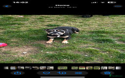 English Bulldog dogs for sale: 2 year old female English bulldog  - Image 4