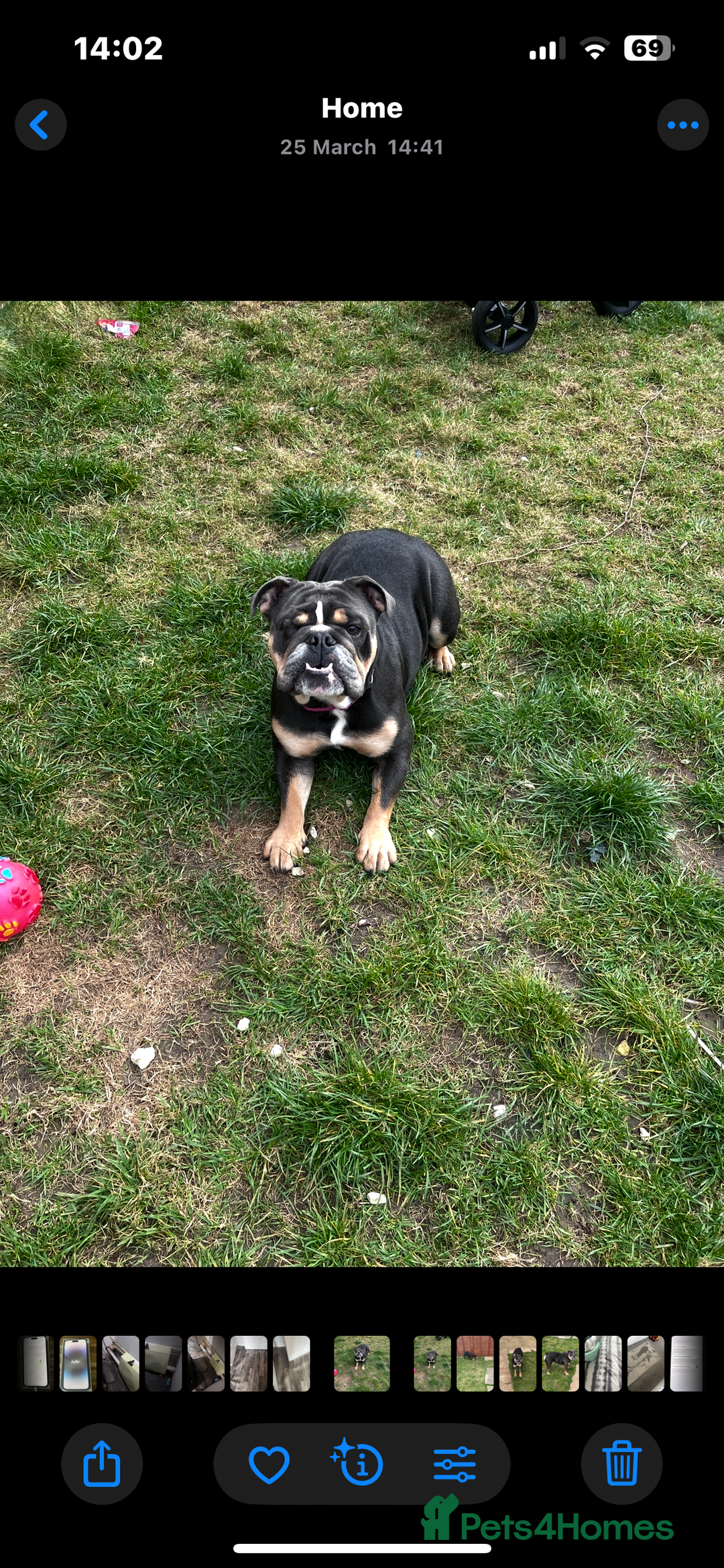 English Bulldog dogs for sale: 2 year old female English bulldog  - Image 4