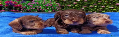 Miniature Dachshund 2