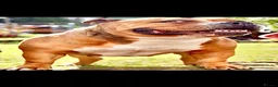 American Bully dogs for sale: American Pocket Bully’s  - Advert 10