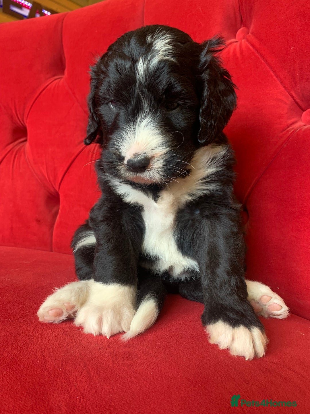 Bernedoodle dogs for sale: F1 Standard Bernedoodle Puppies LN8 - Image 18