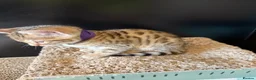Bengal cats for sale: 🐾 Purebred Bengal Kittens for Sale 🐾 - Advert 11