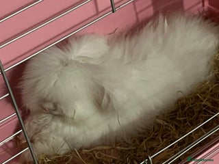 Angora rabbits Angora rabbit - Advert 1