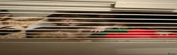 Rat rodents for sale: 2x female rats in Wednesbury - Advert 4