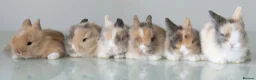 Lionhead rabbits for sale: *Reduced* Quality Double-maned Lionhead Rabbits - Advert 11
