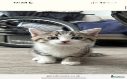 Mixed Breed cats for sale: 9 week male kitten  - Image 1