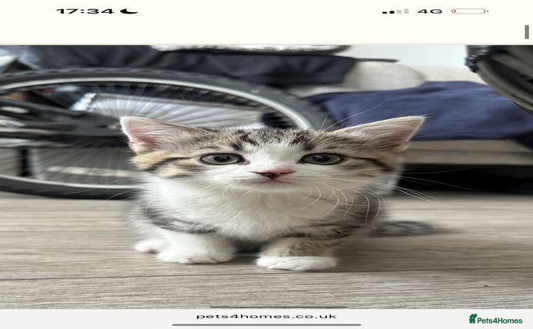 Mixed Breed cats - Advert 1