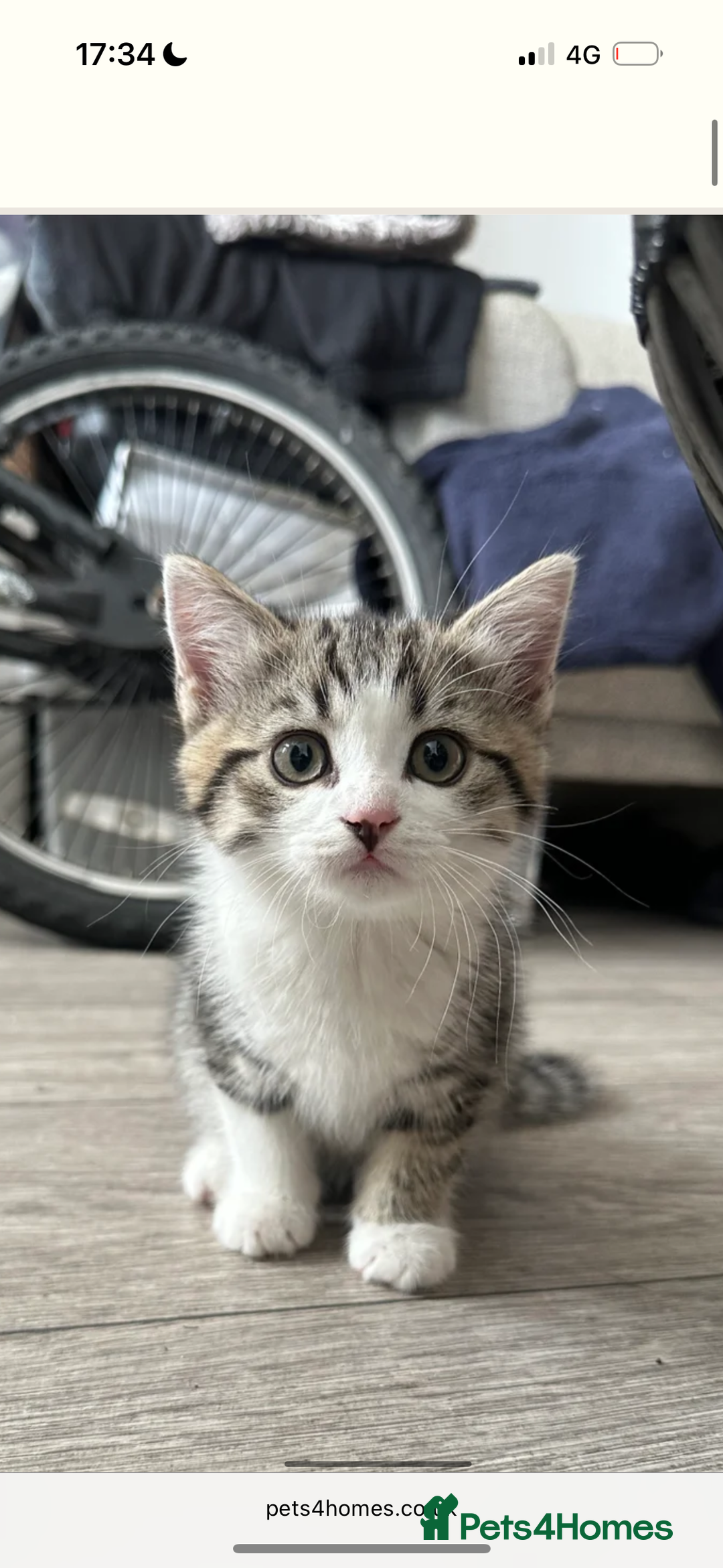 Mixed Breed cats for sale: 9 week male kitten  - Image 1