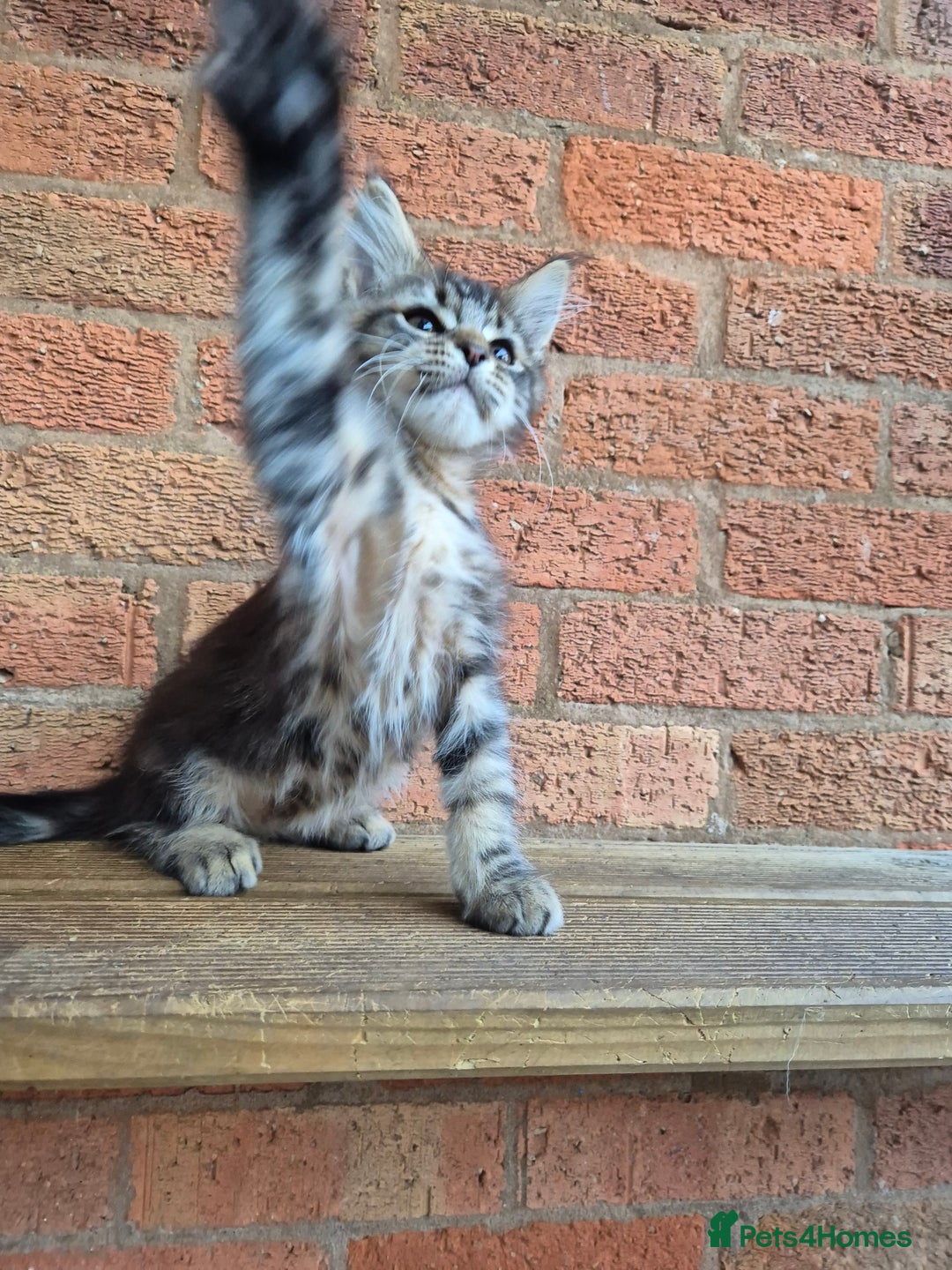 Maine Coon cats for sale: 2 Boys 3 girls Maine Coones kittens - Advert 3