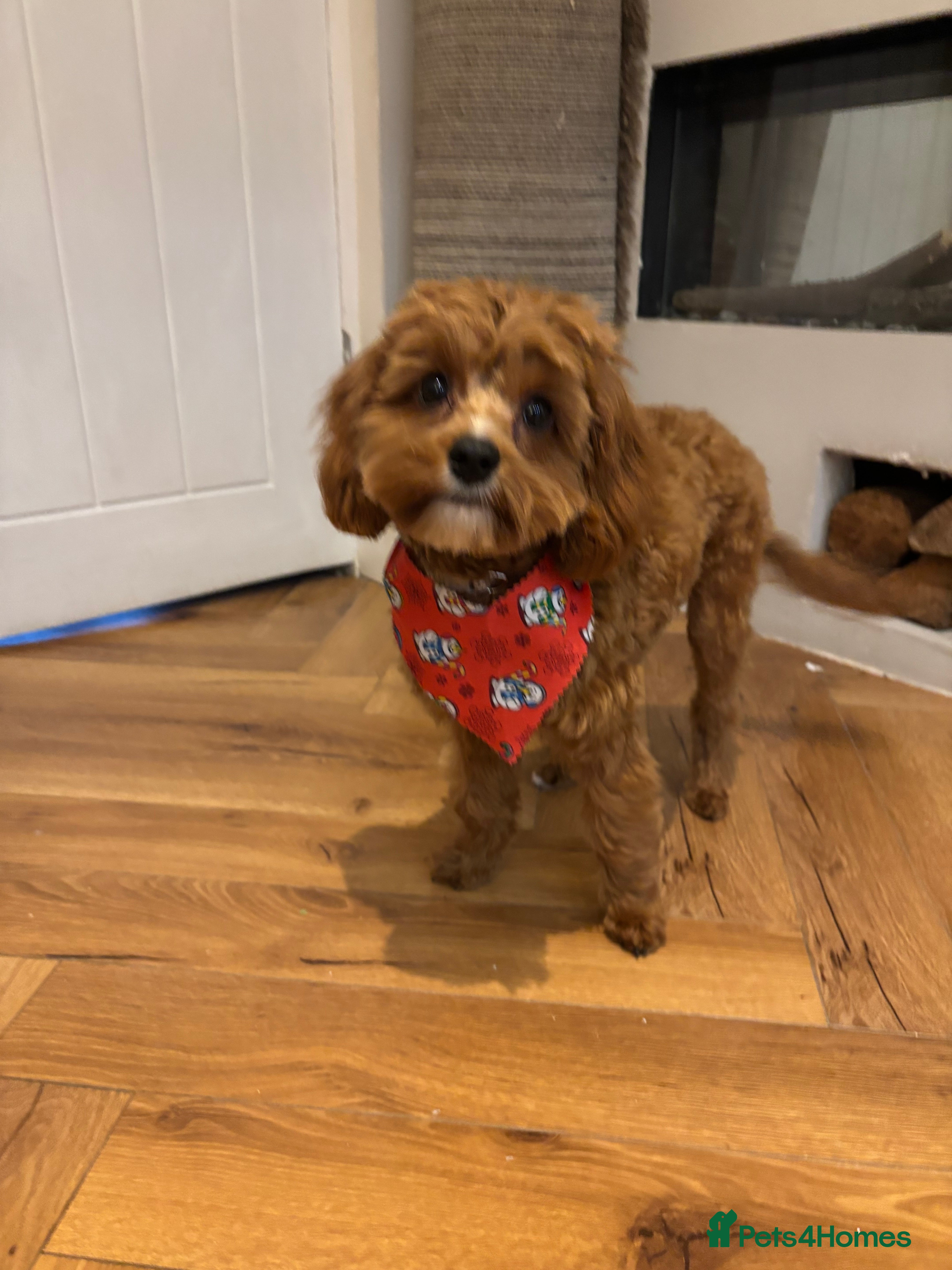 Cavapoo dogs Six month cavapoo puppy - Advert 18