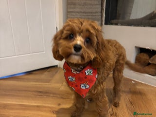 Cavapoo dogs Six month cavapoo puppy - Advert 1